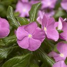 Vinca CoraCascade XDR Lavender-Eye 100 seeds Vinca CoraCascade XDR Lavender-Eye 100 seeds