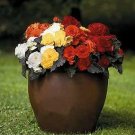 Begonia Nonstop Mocca Mix 250 seeds
