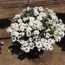 Verbena ObsessionCascade White 100 seeds
