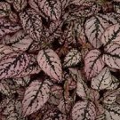 Hypoestes Splash Select Pink 500 seeds Hypoestes Splash Select Pink 500 seeds