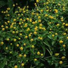 Spilanthes oleracea Lemon Drop 500 seeds Spilanthes oleracea Lemon Drop 500 seeds