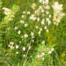 Briza media Quaking Grass 1,000 seeds Briza media Quaking Grass 1,000 seeds