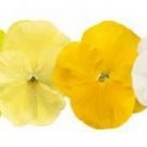 Pansy Inspire+ Limoncello Mix 250 seeds Pansy Inspire+ Limoncello Mix 250 seeds