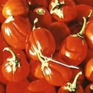 Pumpkin Pumpkin On a Stick 250 seeds Pumpkin Pumpkin On a Stick 250 seeds