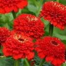 Zinnia Zinderella Red 100 seeds Zinnia Zinderella Red 100 seeds