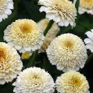 Zinnia Zinderella White 100 seeds