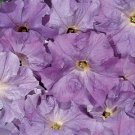 Petunia Aladdin Sky Blue 500 seeds Petunia Aladdin Sky Blue 500 seeds