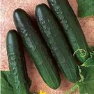 Cucumber General Lee 250 seeds Cucumber General Lee 250 seeds