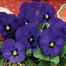 Viola Penny Deep Blue 250 seeds