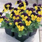 Viola Penny Yellow JumpUp 250 seeds Viola Penny Yellow JumpUp 250 seeds