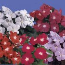 Vinca Pacifica XP Mix 500 seeds