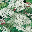 Yarrow White Achillea millefolium 5,000 seeds Yarrow White Achillea millefolium 5,000 seeds