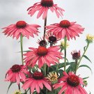 Echinacea purpurea Primadonna Deep Rose 1,000 seeds Echinacea purpurea Primadonna Deep Rose 1,000 seeds