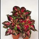 Coleus Super Rainbow Multicolor 500 seeds Coleus Super Rainbow Multicolor 500 seeds