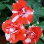 Impatiens Double Athena Orange Flash 100 seeds