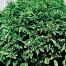 Basil Verde Piccole Foglie 1,000 seeds