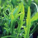 Arugula Sylvetta Diplotaxis 2,500 seeds Arugula Sylvetta Diplotaxis 2,500 seeds