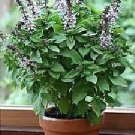 Basil Floral Spires-lavender 1,000 seeds