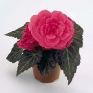 Begonia Nonstop Mocca Pink Shades 1,000 seeds