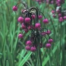 Allium cernuum 1,000 seeds Allium cernuum 1,000 seeds