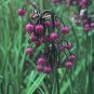 Allium cernuum 1,000 seeds