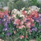 Aquilegia Spring Magic Mix 1,000 seeds Aquilegia Spring Magic Mix 1,000 seeds
