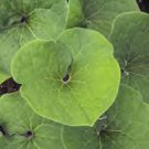 Asarum (Ginger) canadense 1,000 seeds