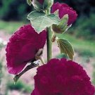 Alcea rosea Chater Purple 1,000 seeds Alcea rosea Chater Purple 1,000 seeds
