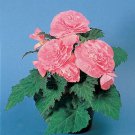 Begonia Nonstop Pink 1,000 seeds