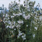 Polemonium caeruleum White Pearl 500 seeds Polemonium caeruleum White Pearl 500 seeds