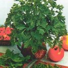 Parsley Hamburg Root Petroselinum 10,000 seeds Parsley Hamburg Root Petroselinum 10,000 seeds