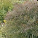 Fennel Rubra Red Foeniculum 1,000 seeds Fennel Rubra Red Foeniculum 1,000 seeds