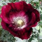 Papaver Laurens Springer Grape 2,000 seeds