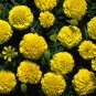 Marigold Boy Yellow 2,000 seeds
