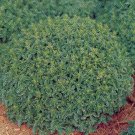 Basil Spicy Globe 2,000 seeds