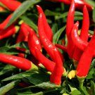 300 Seeds THIN CAYENNE PEPPER Hot Chili Long Green Red Slim Capsicum Vegetable
