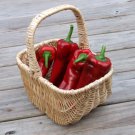 60 Seeds RED MARCONI PEPPER Rossa Large Sweet Italian Frying Capsicum Annuum