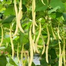 50 Seeds ' SLENDERWAX ' WAX BEAN Golden Yellow Bush Phaseolus Vegetable 50 Seeds ' SLENDERWAX ' WAX BEAN Golden Yellow Bush Phaseolus Vegetable