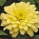 250 Seeds ISABELLINA ZINNIA Elegans Pastel Light Yellow Double Heirloom Flower 250 Seeds ISABELLINA ZINNIA Elegans Pastel Light Yellow Double Heirloom Flower