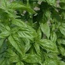 Basil Di Genova 1,000 seeds