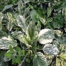Plantago major Variegata Plantain 1,000 seeds Plantago major Variegata Plantain 1,000 seeds