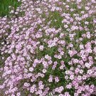 Gypsophila Elegant Rosy 10,000 seeds Gypsophila Elegant Rosy 10,000 seeds