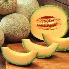 200 Seeds HALE'S BEST JUMBO CANTALOUPE Orange Muskmelon Cucumis Melo Melon Fruit 200 Seeds HALE'S BEST JUMBO CANTALOUPE Orange Muskmelon Cucumis Melo Melon Fruit