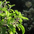 200 Seeds MOZZARELLA BASIL Sweet Italian Heirloom Ocimum Basilicum Herb Flower