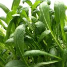 500 Seeds MIBUNA CABBAGE Mibu Greens Japanese Brassica Rapa Japonica Vegetable 500 Seeds MIBUNA CABBAGE Mibu Greens Japanese Brassica Rapa Japonica Vegetable