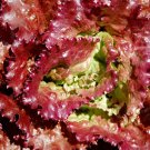 3000 Seeds PRIZE LETTUCE Loose Leaf Early Prize Red Lactuca Vegetable 3000 Seeds PRIZE LETTUCE Loose Leaf Early Prize Red Lactuca Vegetable