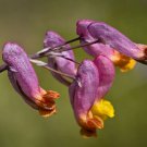 50 Seeds ROCK HARLEQUIN Pink & Yellow Corydalis Sempervirens Flower 50 Seeds ROCK HARLEQUIN Pink & Yellow Corydalis Sempervirens Flower