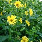 10 Seeds Yellow COMPASS PLANT Silphium Laciniatum Prairie Compassplant 4"" Flower 10 Seeds Yellow COMPASS PLANT Silphium Laciniatum Prairie Compassplant 4"" Flower