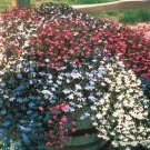 Lobelia Fountain Mix 10,000 seeds Lobelia Fountain Mix 10,000 seeds