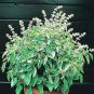 Basil Lime 2,000 seeds